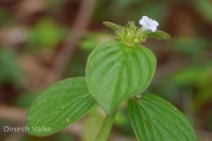 Spermacoce latifolia
